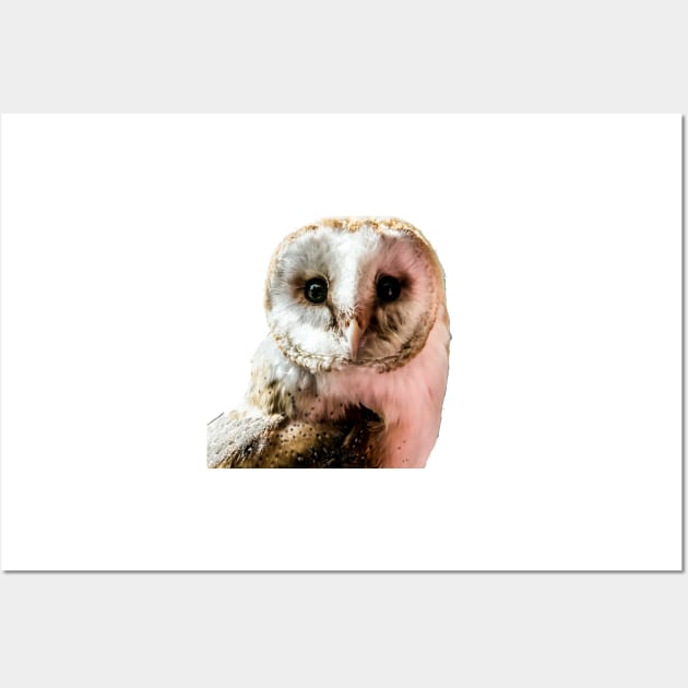 Barn Owl in Colour Wall Art by bywhacky